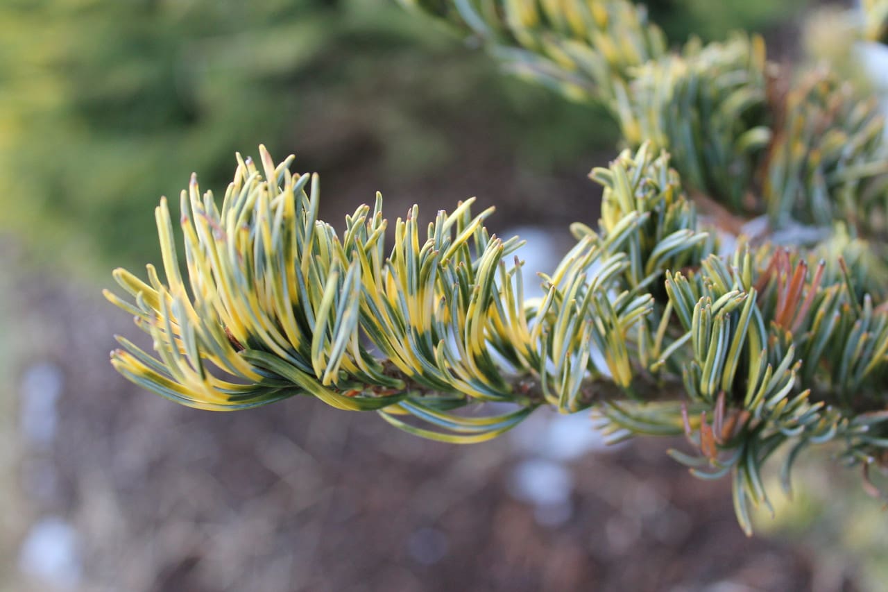 Variegated conifer branch with green and yellow needles