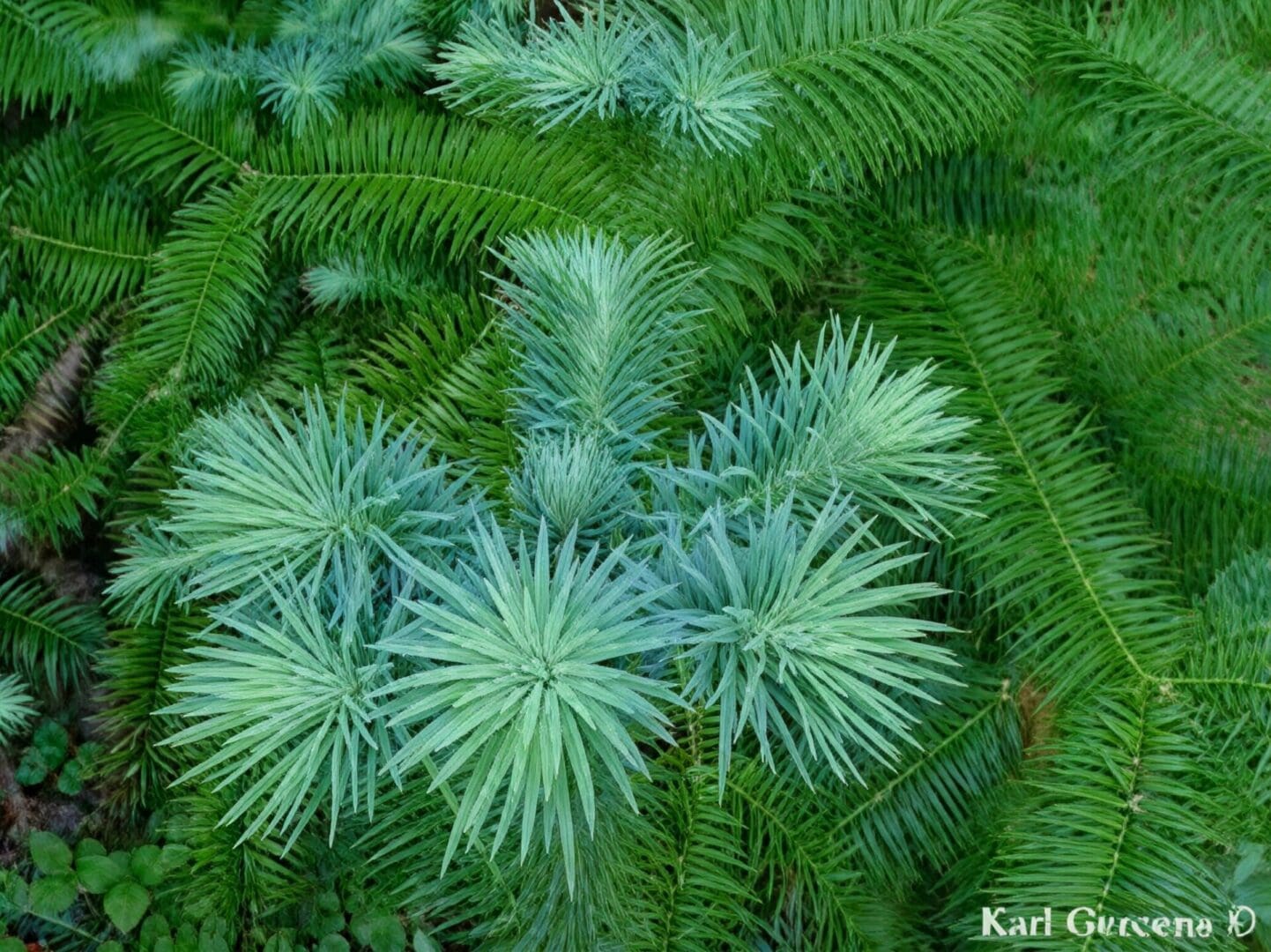 Blue green conifer needle clusters