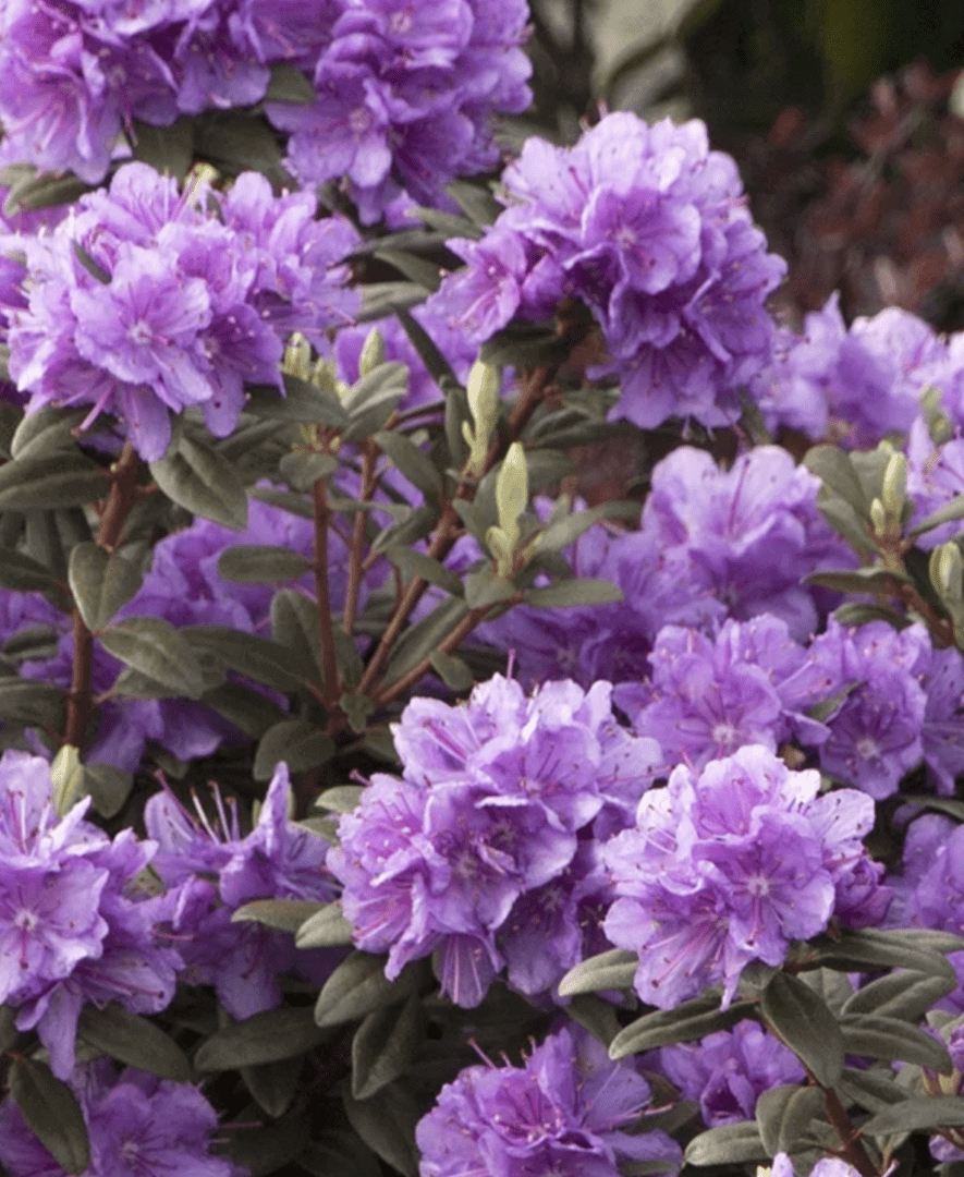 Purple rhododendron bush in full bloom