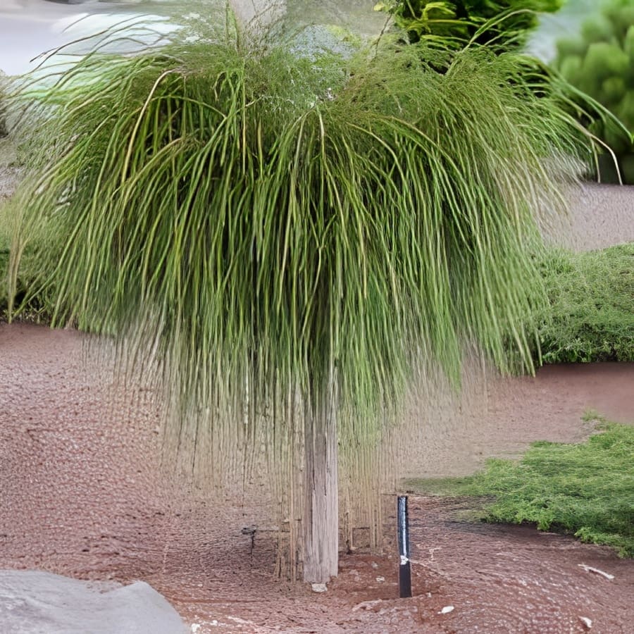 ornamental tree with cascading grassy foliage