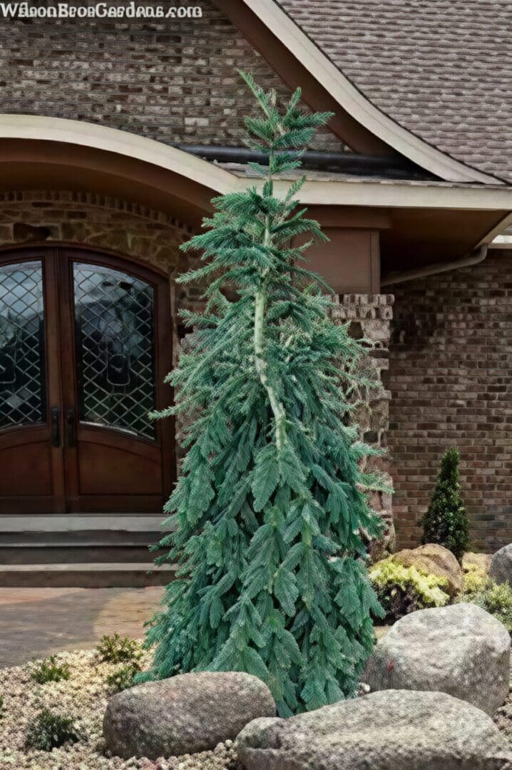 Weeping blue spruce tree by brick house
