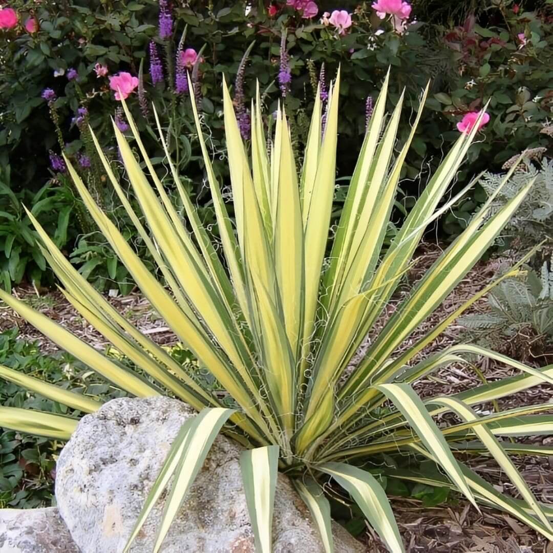 Yellow-green variegated yucca in flowerbed