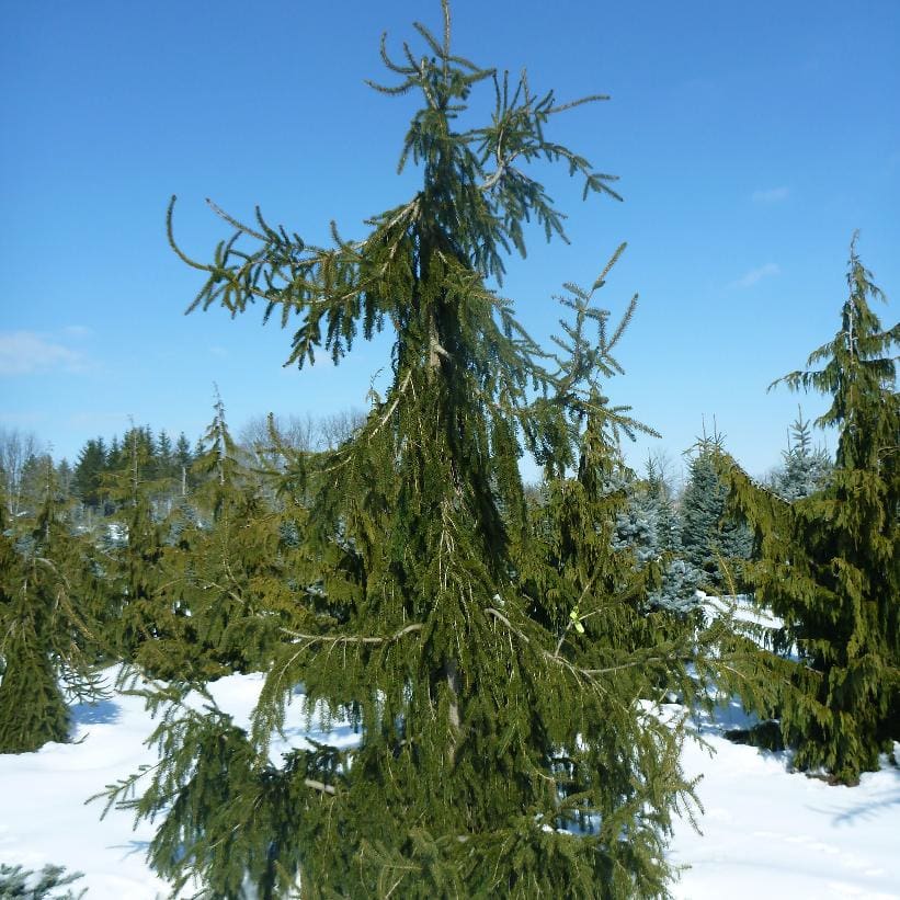 Solitary spruce tree in snowy field