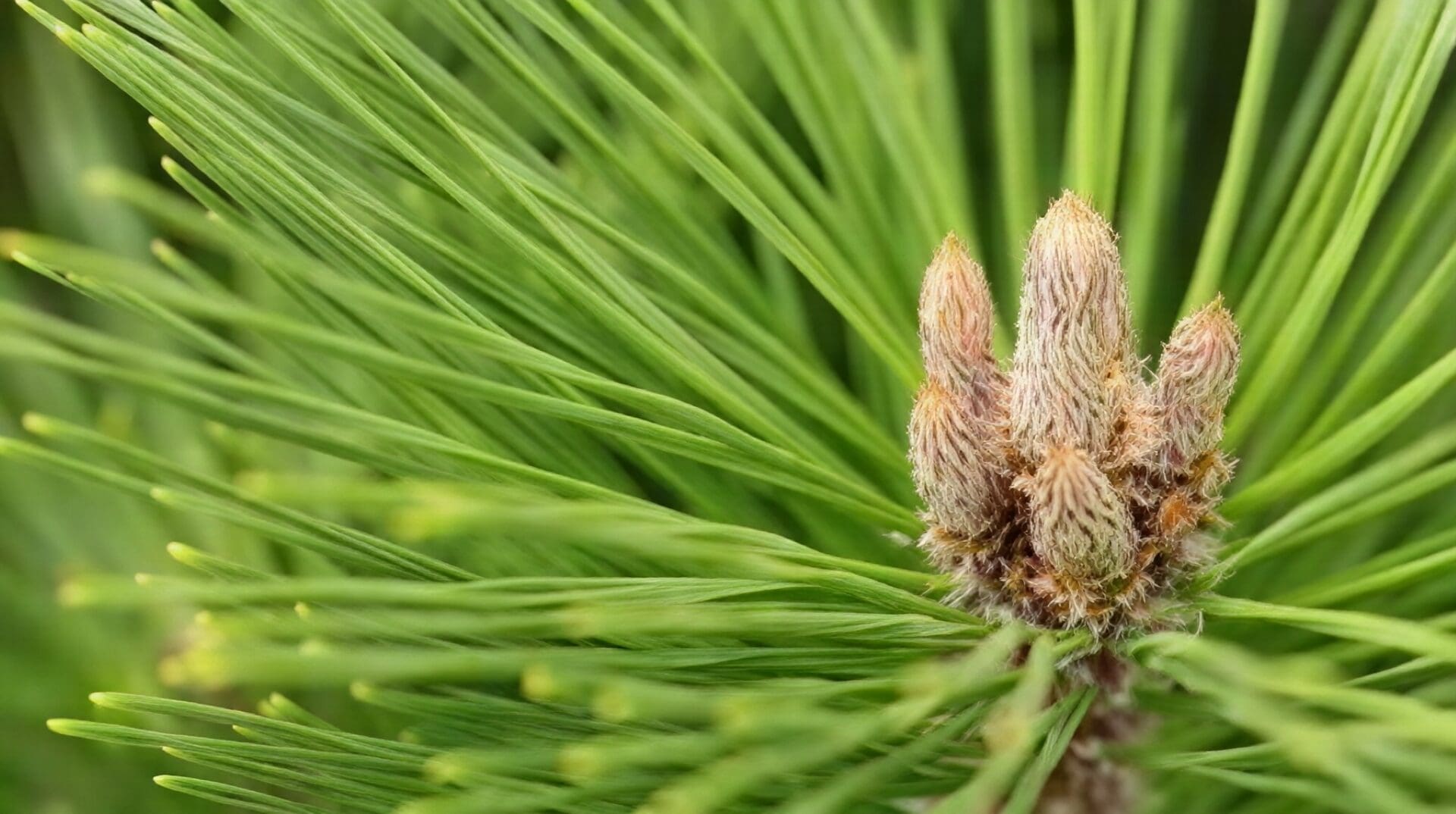 Fuzzy young pine buds with radiating needles