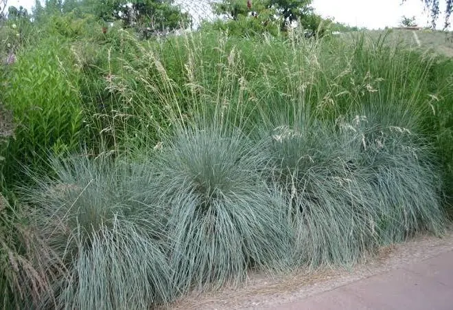 Blue-green ornamental grass clumps by path