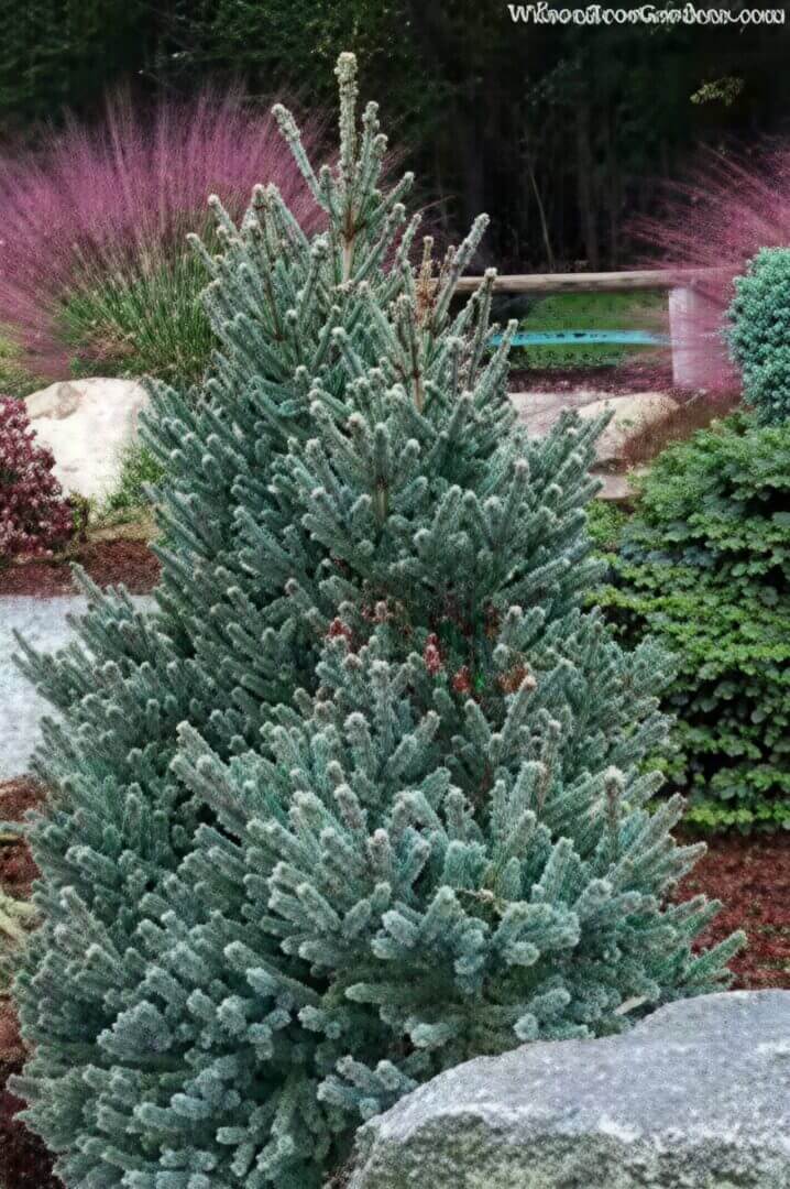 Dwarf blue spruce in landscaped garden