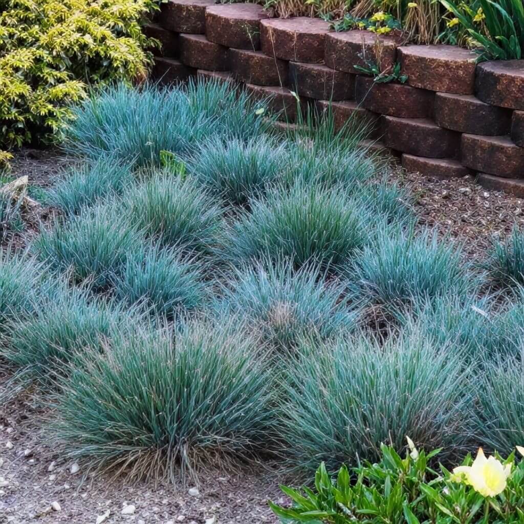 Blue fescue clumps in landscaped garden