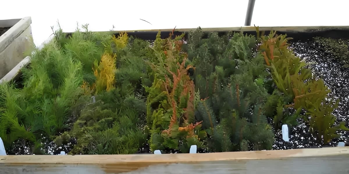 Tray of mixed conifer seedlings