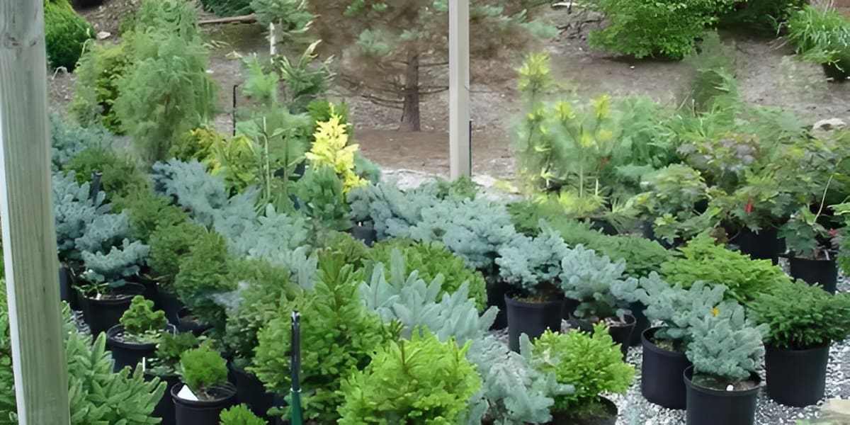 Potted evergreen conifers and shrubs in nursery