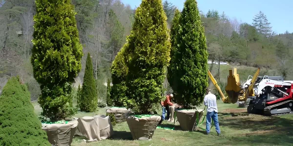 Workers planting large root-balled evergreen trees