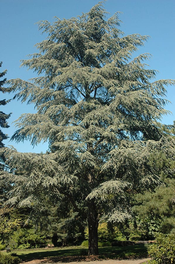 Tall blue-green cedar tree in park