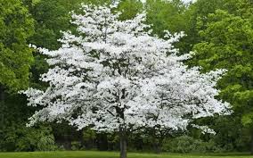 Solitary white-flowering tree in spring park