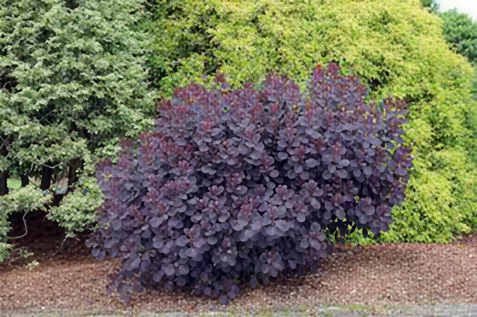 Purple smoke bush with evergreen hedge background