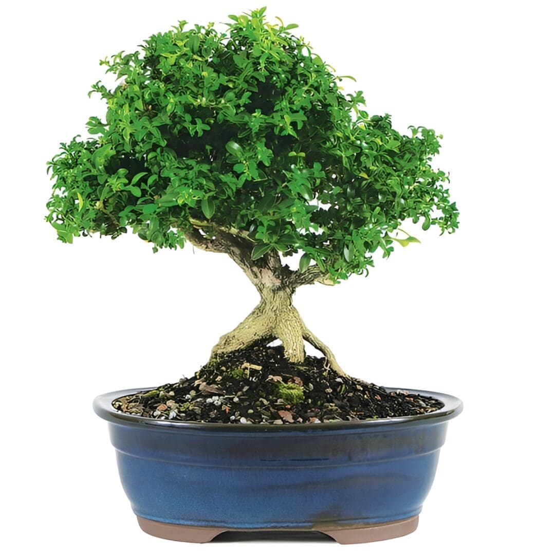 Green bonsai tree in blue ceramic pot