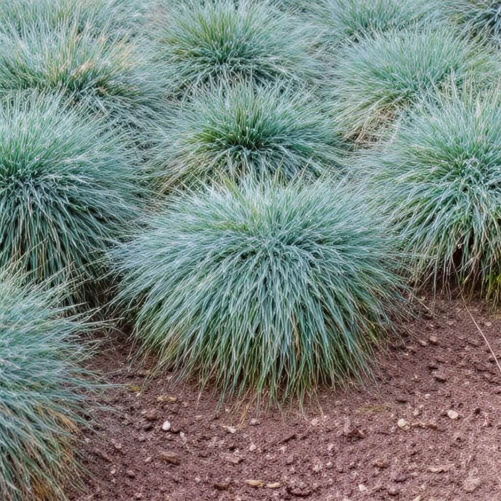 Blue fescue ornamental grass mounds in soil