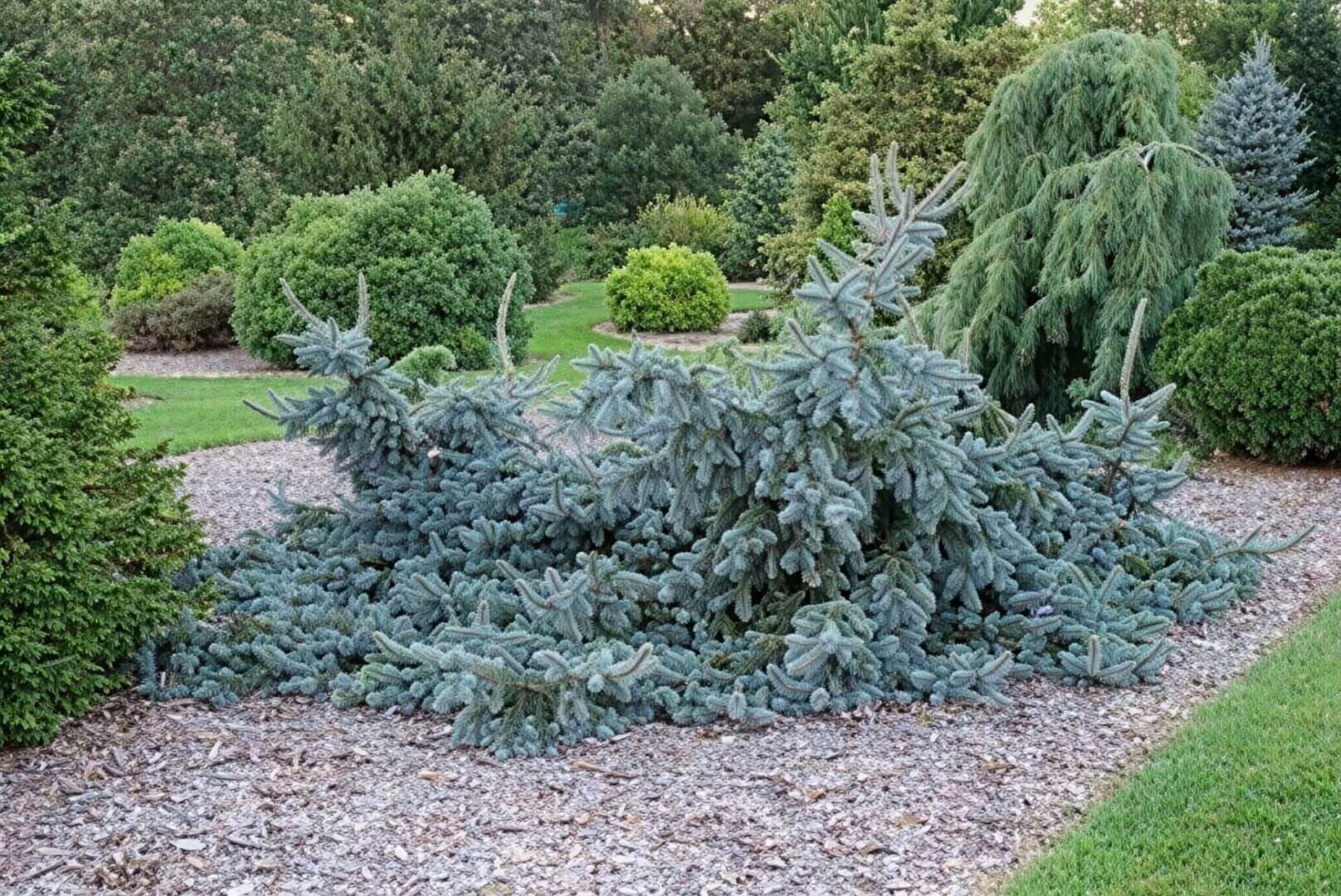 Sprawling blue spruce shrub on mulch