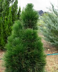 Conical dwarf evergreen pine with tufted needles