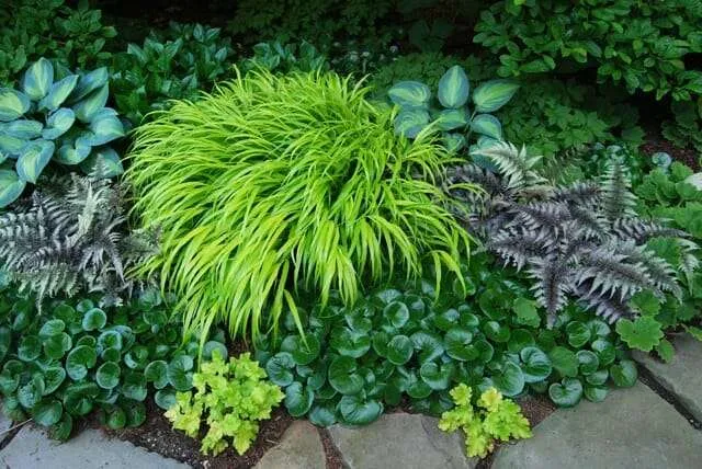 Chartreuse ornamental grass with hostas and ferns