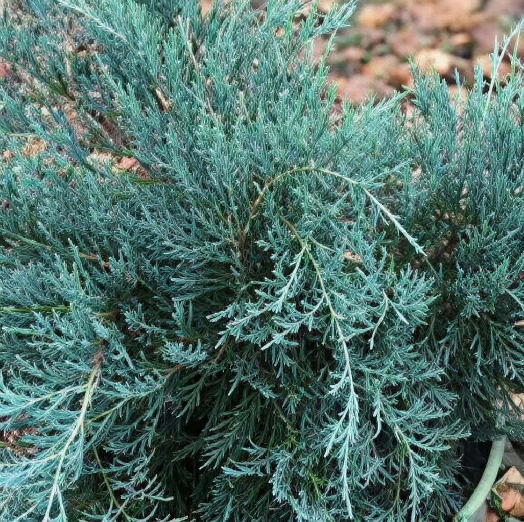Blue-green juniper foliage close-up