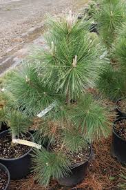 Potted young pine saplings with long needles