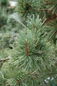 Close-up of dense pine needle cluster