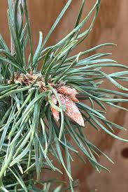 Air plant with pinkish dried flower cluster