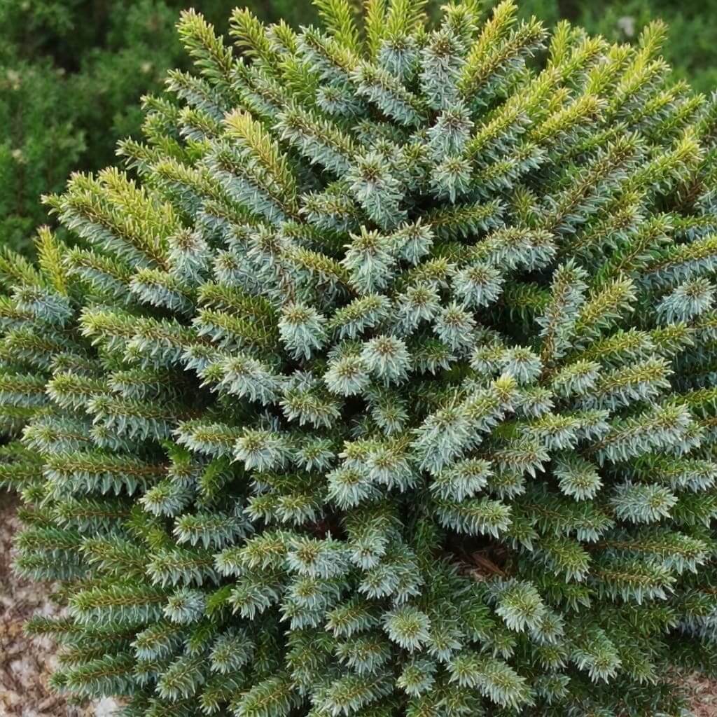 Dense blue-green dwarf evergreen conifer bush