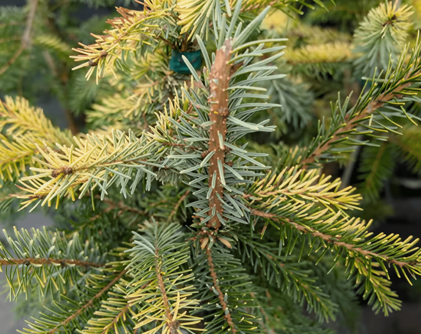 Evergreen branch close-up with yellow needle tips