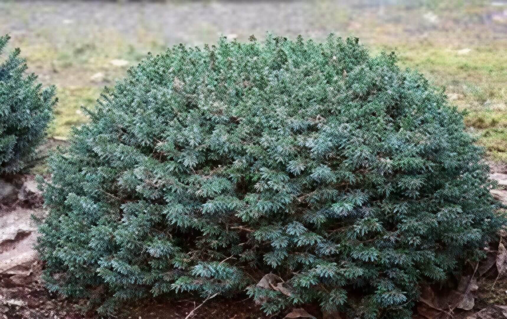 Mounded blue green dwarf juniper shrub