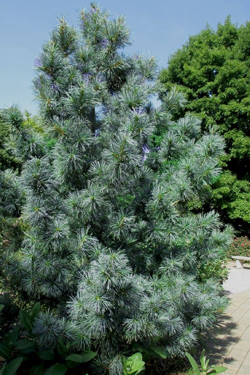 Silvery-blue pine tree with feathery needles