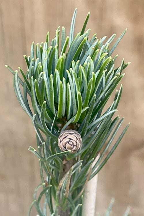Close-up pine branch with small cone