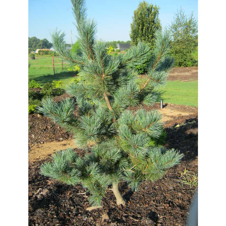 young pine sapling in mulched garden