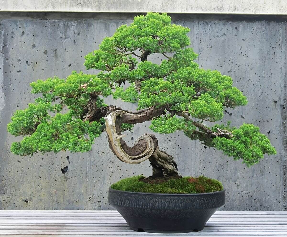 Twisted trunk bonsai in shallow round pot