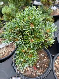Compact potted pine with dense needle clusters