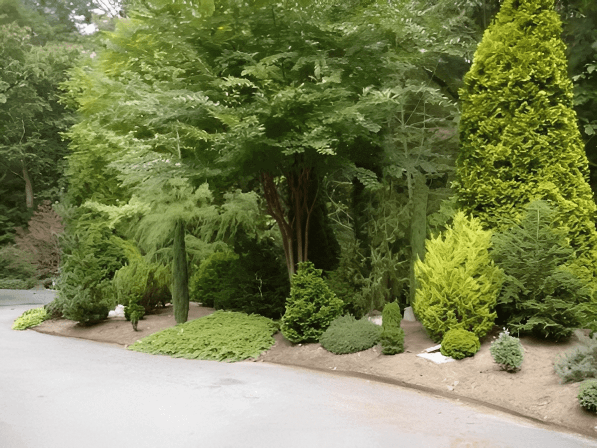 Curved driveway bordered by evergreen shrubs