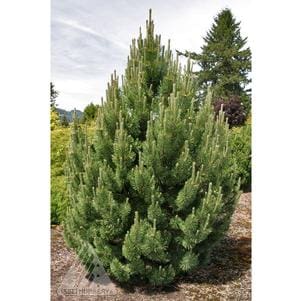 Compact pyramidal evergreen pine in garden