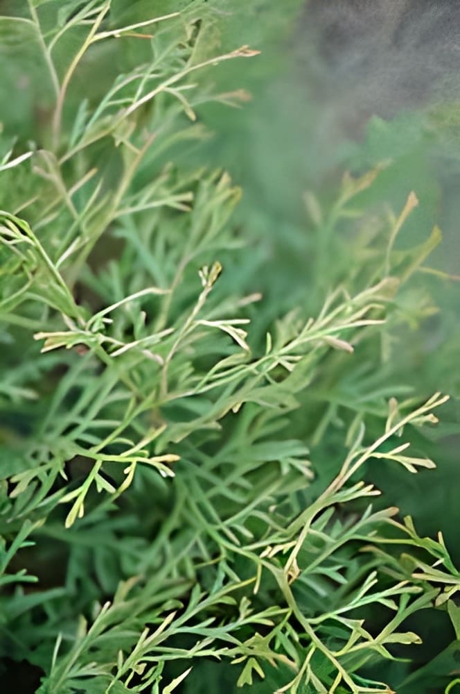 Close-up of delicate green fern-like foliage