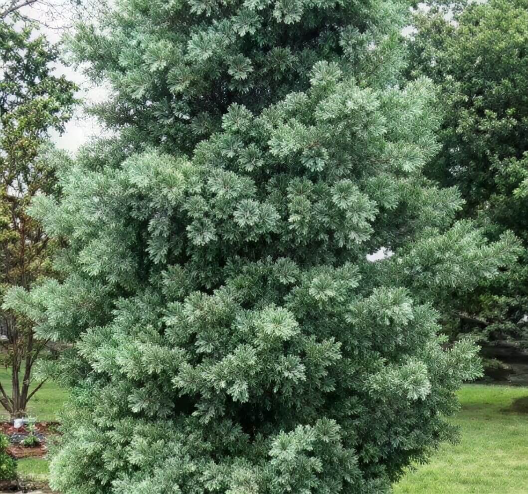 Dense silvery-green evergreen tree in yard