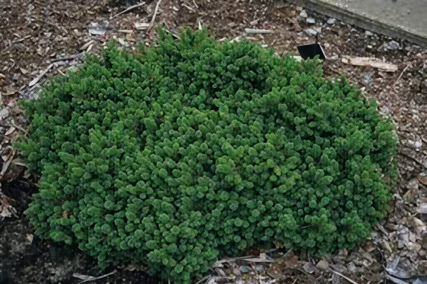 Dense green dwarf conifer groundcover