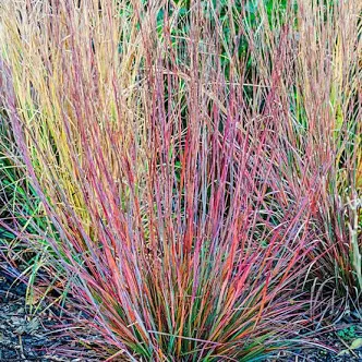 Vibrant multicolored ornamental grass clump